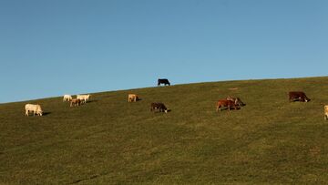 Countryside cows Hungary