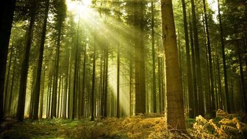 Forest sunshine Bulgaria