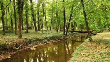Hungary forest river secluded